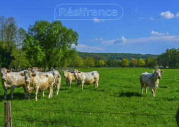 For sale in France